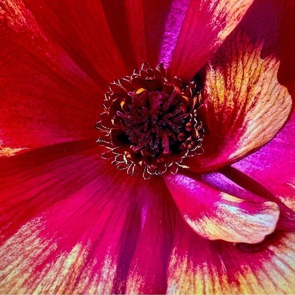 Fine art photography greeting Card red gold runuclus flower - Picture 2 of 2